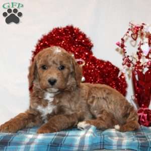 Daniel, Mini Goldendoodle Puppy